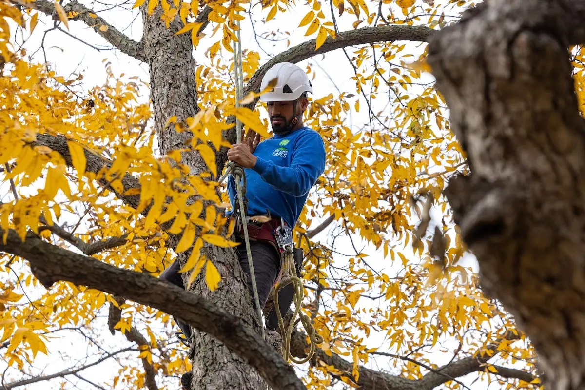 Skilled Dead Tree Removal crew working in Alton